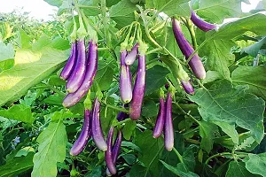 Brinjal Seeds::Bengan Beej-thumb1