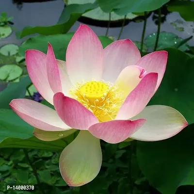 Lotus Pink