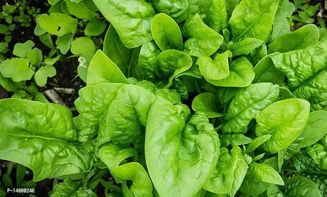 Spinach Best Quality Seeds