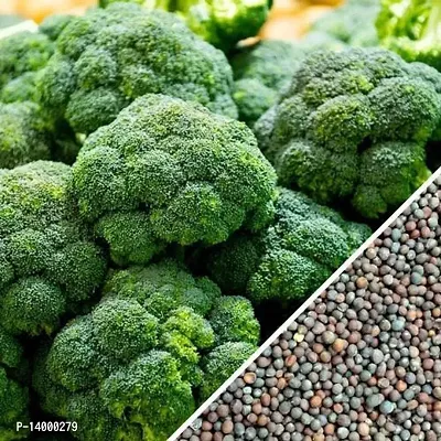 Broccoli/ Brassica Oleracea