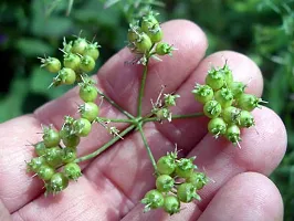 Coriander Seeds::Dhaniya Seeds-thumb1