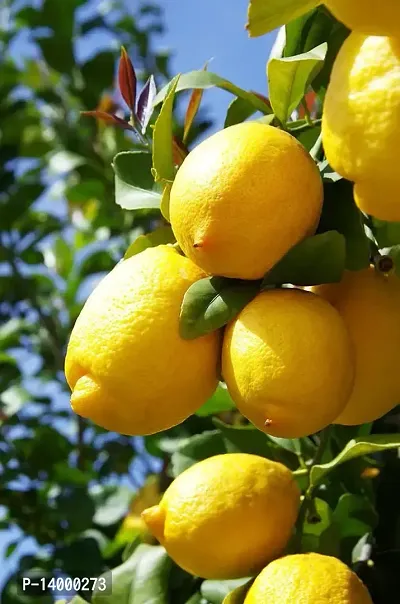 Lemon Seeds::Lemon Plant Seeds