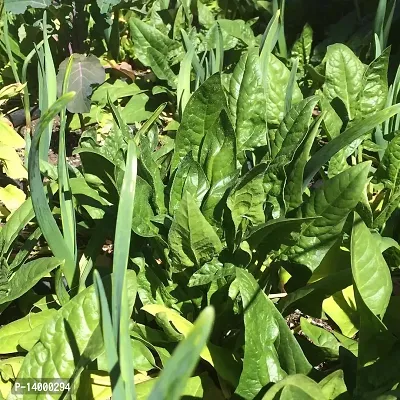 Spinach (Palak) Seeds-thumb0