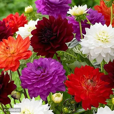 Dahlia Mixed Seed 100 per packet