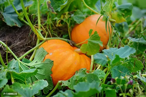 Pumpkin Seeds::Kaddoo