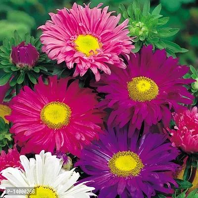 Aster Flower Seeds::Aster plant Seeds::aster Flower seeds for all season-thumb0