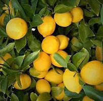 Lemon Seeds::Lemon Plant Seeds-thumb1