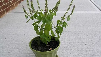 Tulsi Plant-thumb1