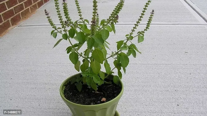 Tulsi Plant-thumb2