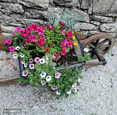 PETUNIA FLOWER SEEDS