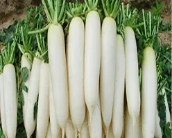 (Mooli) Radish Vegetable Seed (50 Per Pkt)-thumb2