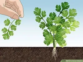 Coriander Seeds::Dhaniya Seeds-thumb3