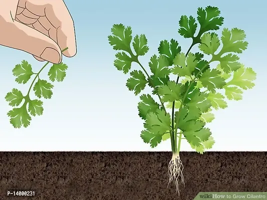 Coriander Seeds::Dhaniya Seeds-thumb4