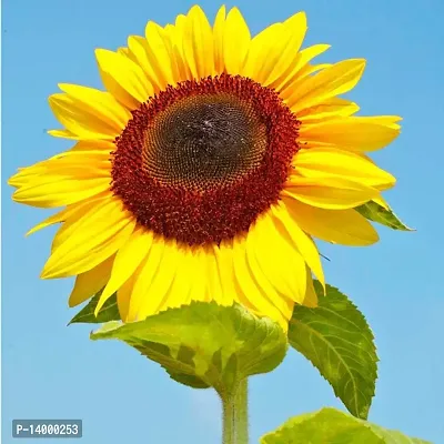 sunflower premium seeds pack of 20-thumb0