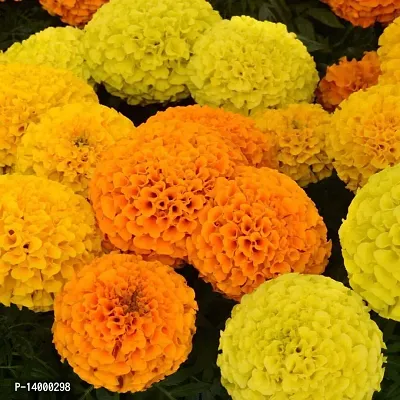 African Marigold