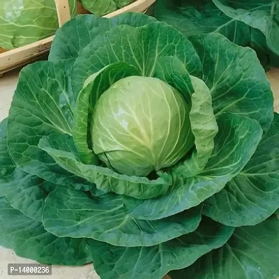 Band Gobhi seeds::Cabbage Seeds-thumb0