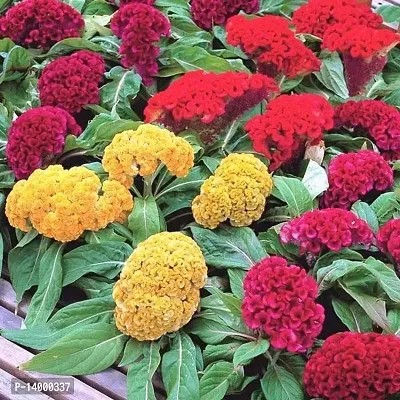 Celosia Plumosa