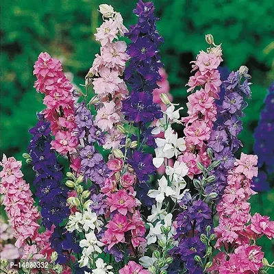 Larkspur Mixed