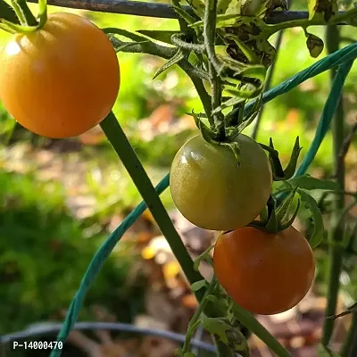 Green Tomato-thumb0