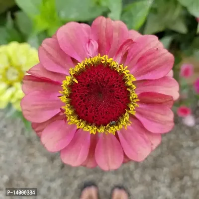 Rare Mix Zinnia Flower