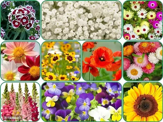 10 Variety of Flower Seeds Combo for Kitchen Garden
