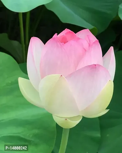 rare lotus premium seeds