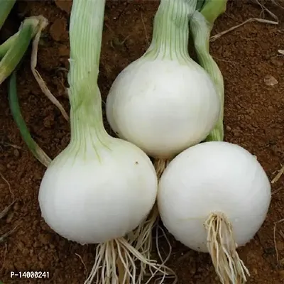 White Onion