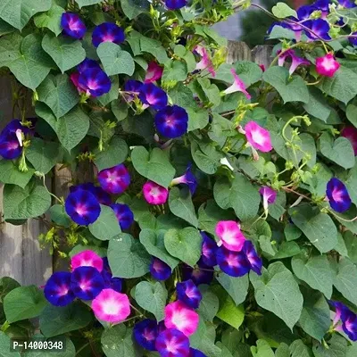 Ipomea Morning Glory-thumb0