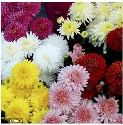 ishika Chrysanthemum Mix Flower Seed 51 per packet