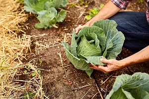 Band Gobhi seeds::Cabbage Seeds-thumb3