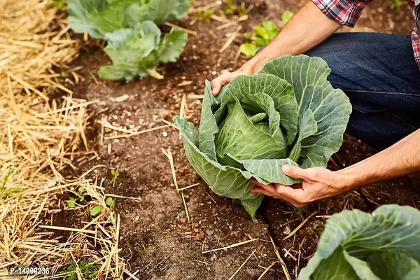 Band Gobhi seeds::Cabbage Seeds-thumb4