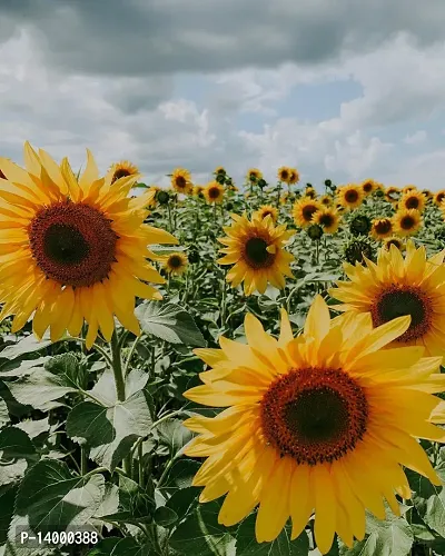 Sunflower Seeds