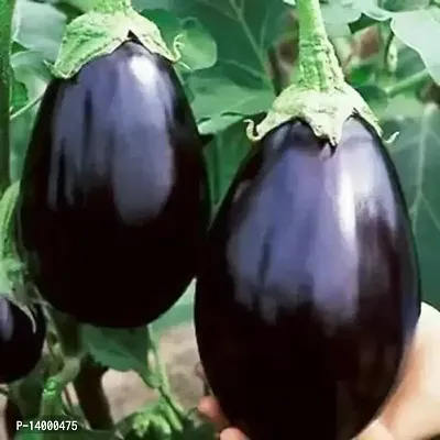 Long Brinjal Seeds for Home Garden Seed 100 per packet-thumb0