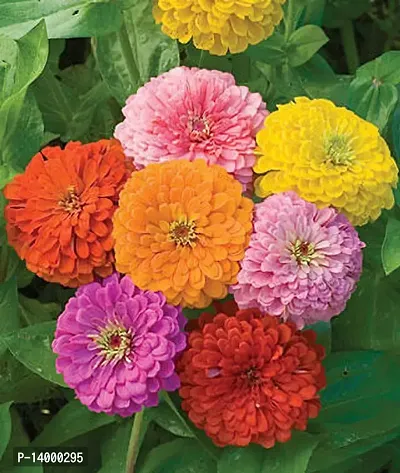 Zinnia Plant Sees