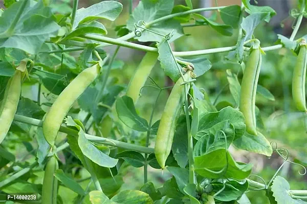 Peas Seeds-thumb0