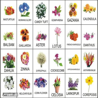 25 Variety Flower Seeds Combo Pack For Terrance Garden
