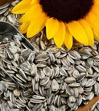 Sunflower seeds::Soorajmukhi Beej-thumb2