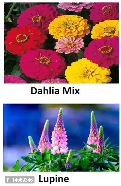 Dahlia and Lupine