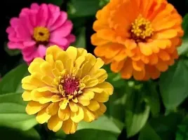 Zinnia Double Mixed Flower Seed 50 per packet-thumb1