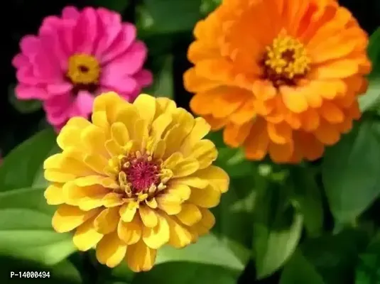 Zinnia Double Mixed Flower Seed 50 per packet-thumb2