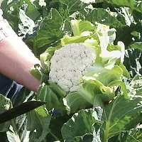 Cauliflower seeds::Phool Gobhi Seeds-thumb3