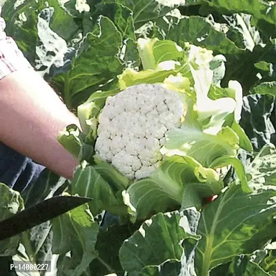 Cauliflower seeds::Phool Gobhi Seeds-thumb4