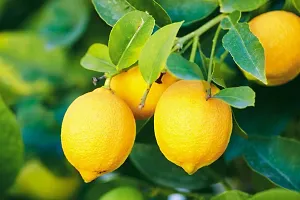 Lemon Seeds::Lemon Plant Seeds-thumb2