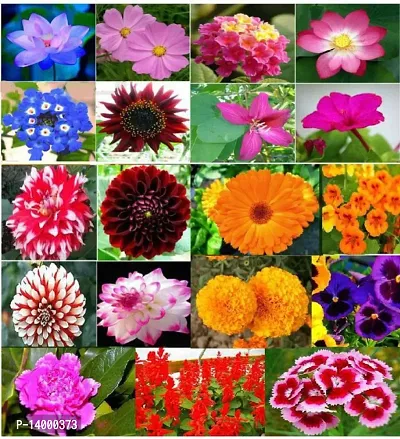 Flower Seeds For Home Gardening 20 Varieties Flower