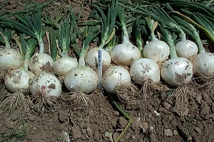 White Onion-thumb2