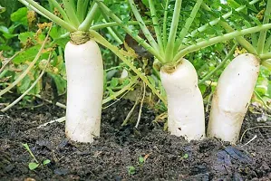 RADISH SEEDS::RADISH PLANT SEEDS-thumb1