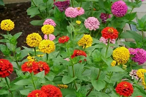 Zinnia Plant Sees-thumb3