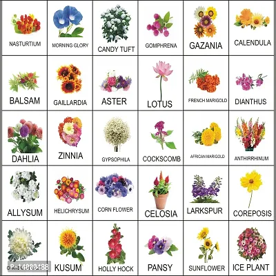30 Variety Flower Seeds Combo Pack