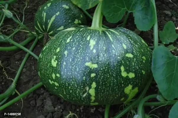 Pumpkin Seeds - Sitaphal