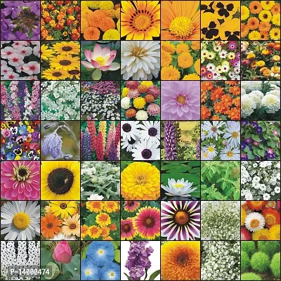 40 Variety Flower Seeds Combo Seed 40 per packet